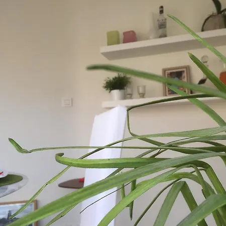 Poppies , Free Parking Ostende