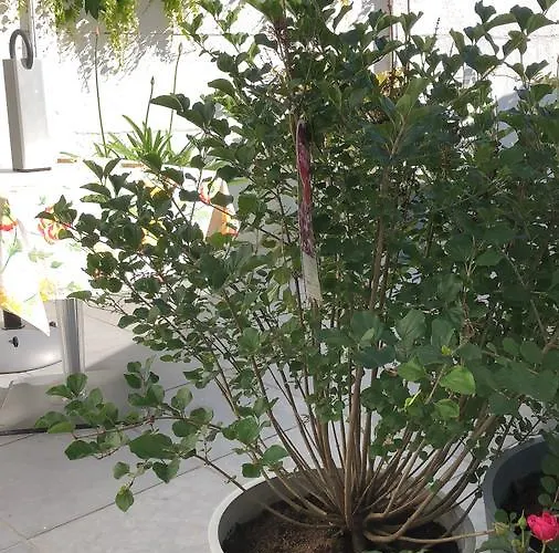 게스트하우스 Poppies , Free Parking